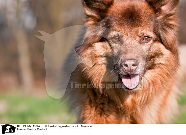 Harzer Fuchs Portrait / Harz Fox Portrait / PEM-01234