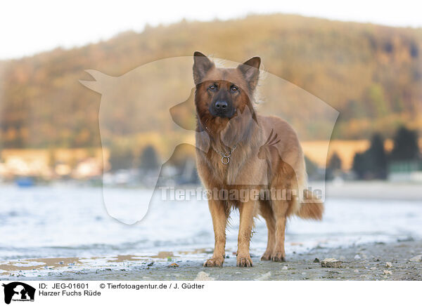 Harzer Fuchs Rde / male Harz Fox / JEG-01601