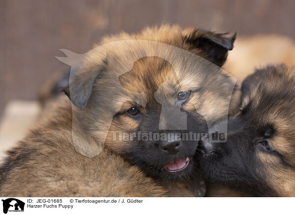 Harzer Fuchs Puppy / JEG-01685