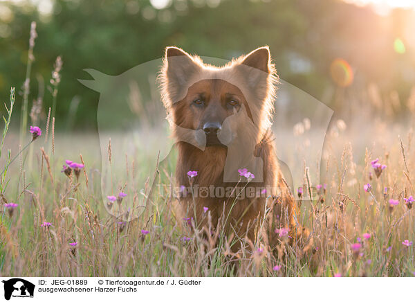 ausgewachsener Harzer Fuchs / adult Harz Fox / JEG-01889