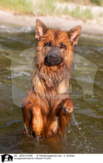 ausgewachsener Harzer Fuchs / adult Harz Fox / JEG-01946