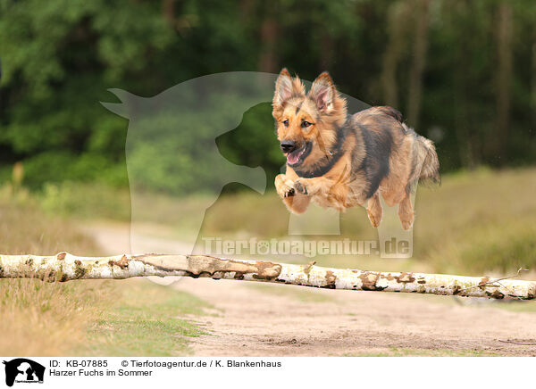 Harzer Fuchs im Sommer / KB-07885