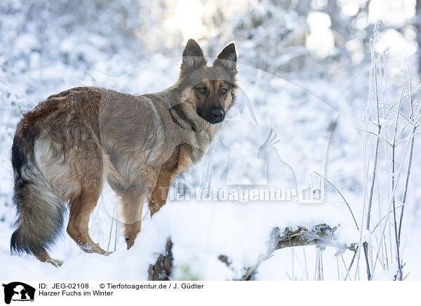 Harzer Fuchs im Winter / Harz Fox in winter / JEG-02108