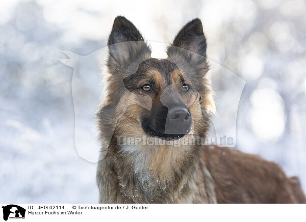 Harzer Fuchs im Winter / JEG-02114