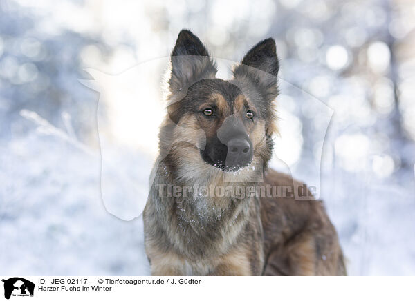 Harzer Fuchs im Winter / Harz Fox in winter / JEG-02117