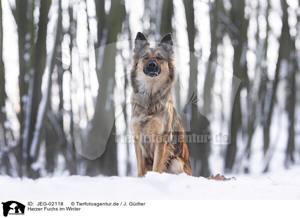 Harzer Fuchs im Winter / JEG-02118