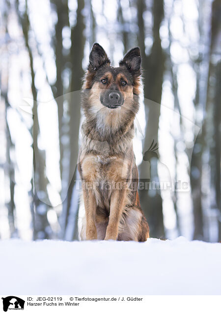 Harzer Fuchs im Winter / JEG-02119