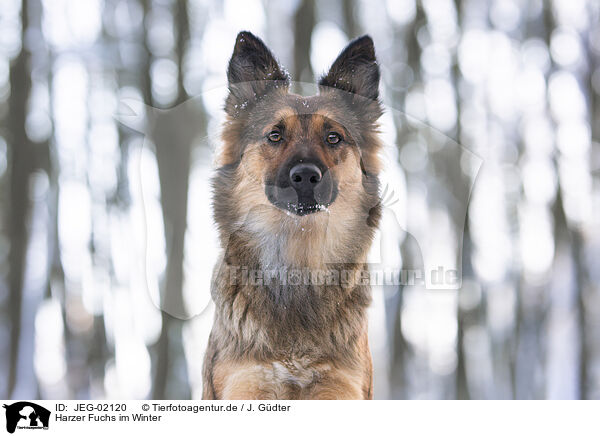 Harzer Fuchs im Winter / JEG-02120