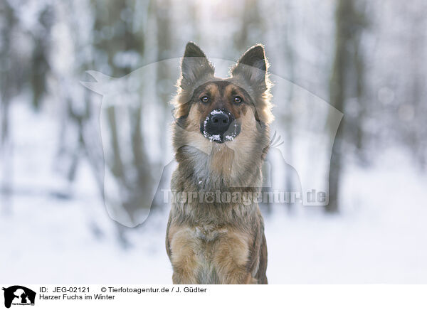 Harzer Fuchs im Winter / JEG-02121