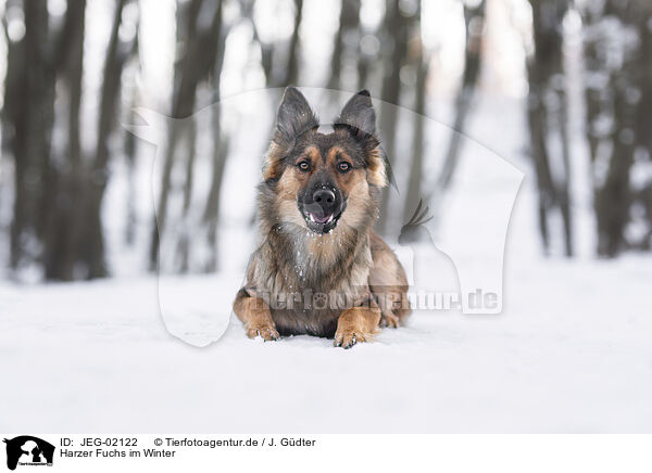 Harzer Fuchs im Winter / JEG-02122