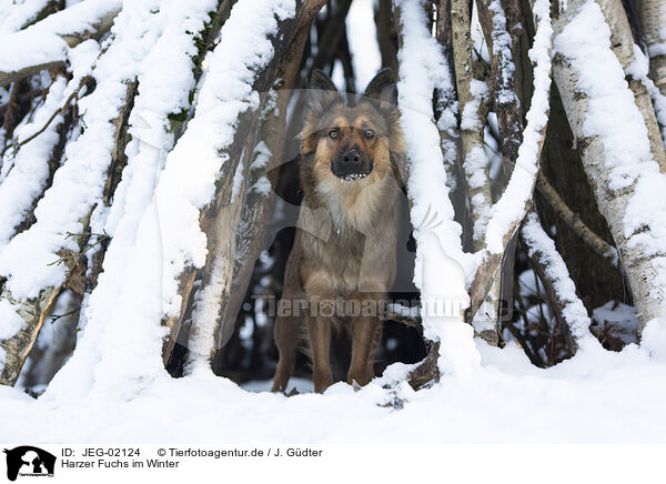 Harzer Fuchs im Winter / JEG-02124