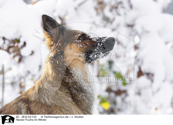 Harzer Fuchs im Winter / JEG-02130