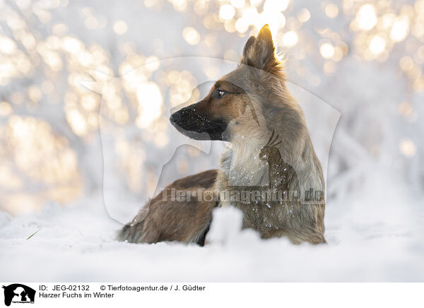 Harzer Fuchs im Winter / JEG-02132