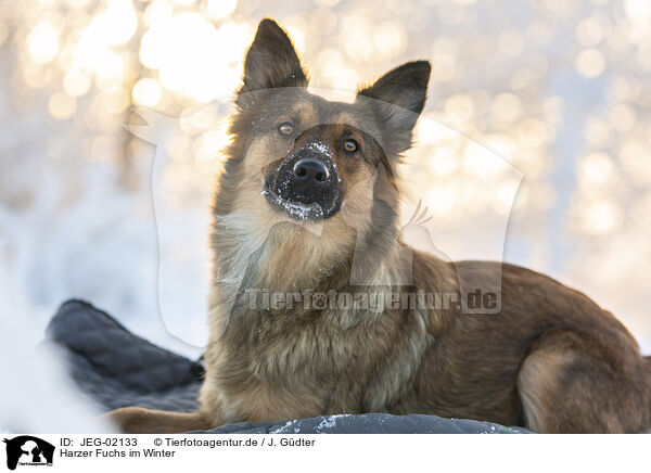 Harzer Fuchs im Winter / JEG-02133