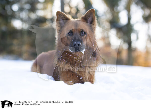 Harzer Fuchs im Winter / JEG-02137