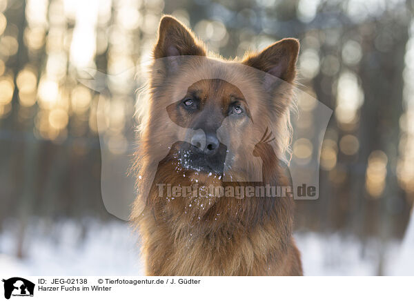 Harzer Fuchs im Winter / JEG-02138