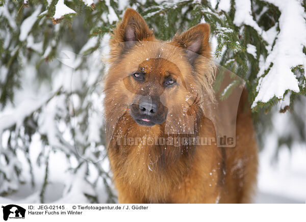 Harzer Fuchs im Winter / Harz Fox in winter / JEG-02145