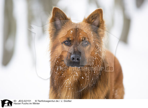 Harzer Fuchs im Winter / JEG-02151