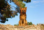 ausgewachsener Harzer Fuchs