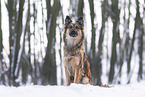 Harzer Fuchs im Winter