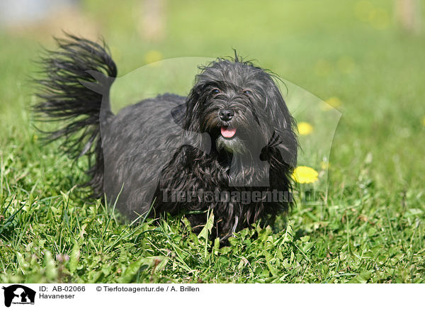 Havaneser / Havanese / AB-02066