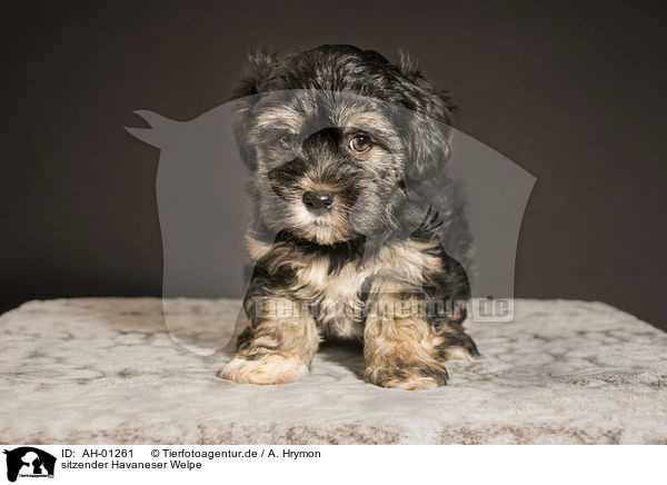 sitzender Havaneser Welpe / sitting Havanese Puppy / AH-01261