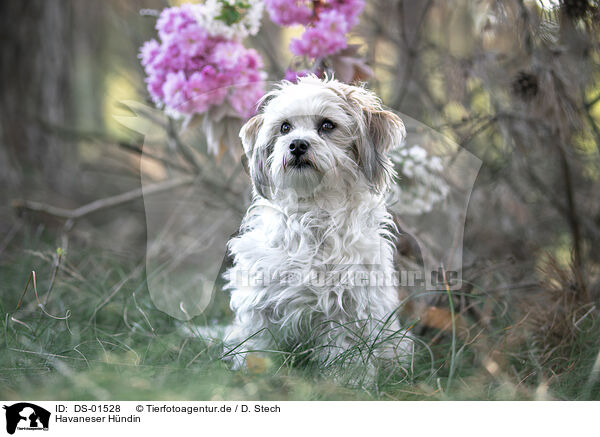 Havaneser Hndin / female Havanese / DS-01528