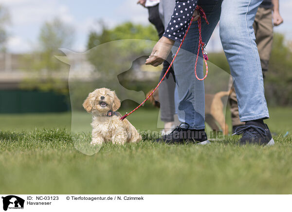 Havaneser / Havanese / NC-03123