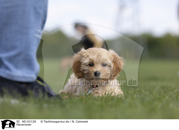 Havaneser / Havanese / NC-03128