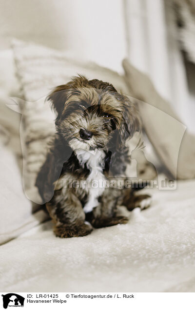 Havaneser Welpe / Havanese Puppy / LR-01425