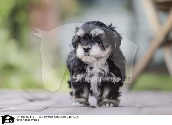 Havaneser Welpe / Havanese Puppy / BK-02110