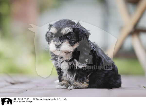 Havaneser Welpe / Havanese Puppy / BK-02111