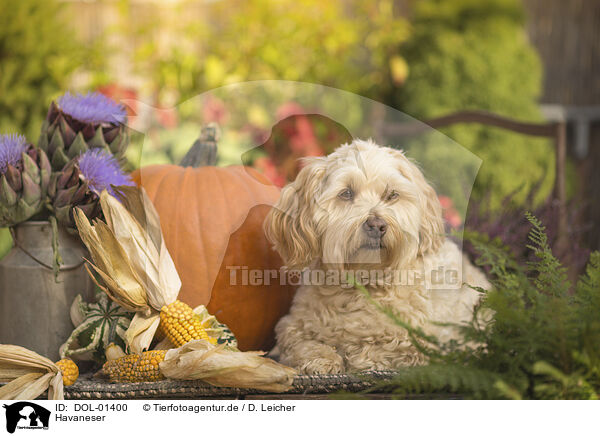 Havaneser / Havanese / DOL-01400