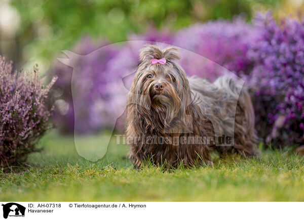 Havaneser / Havanese / AH-07318