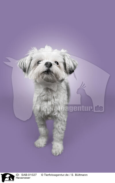 Havaneser / Havanese / SAB-01027