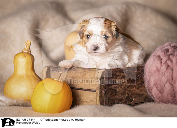 Havaneser Welpe / Havanese puppy / AH-07844