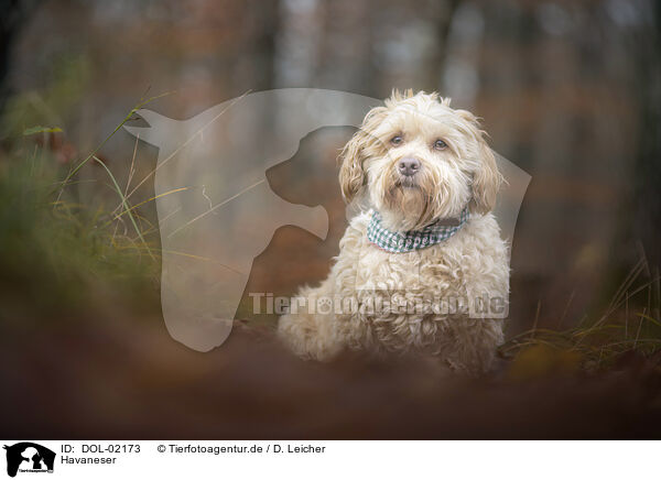 Havaneser / Havanese / DOL-02173