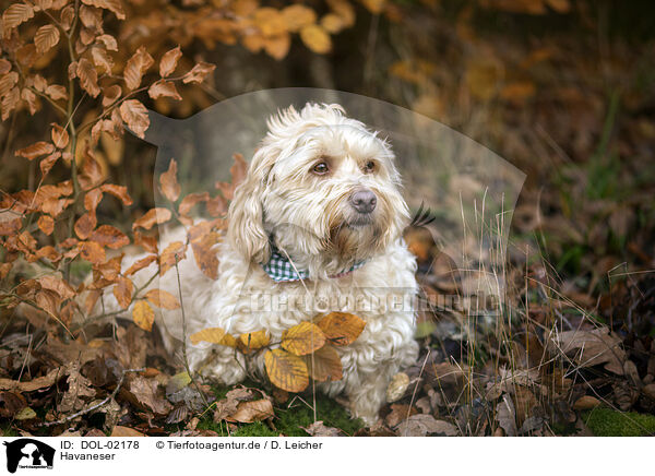 Havaneser / Havanese / DOL-02178