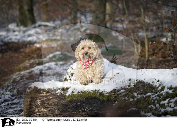 Havaneser / Havanese / DOL-02184