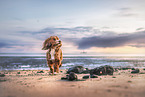 Havapoo am Strand