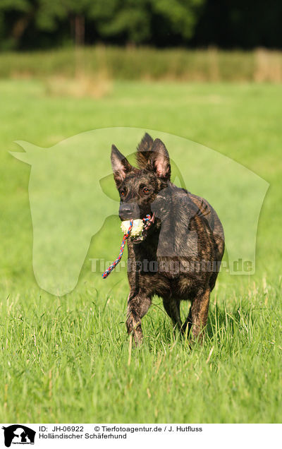 Hollndischer Schferhund / JH-06922