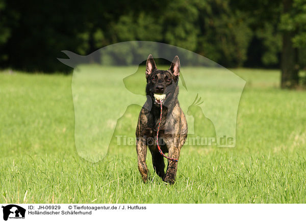 Hollndischer Schferhund / JH-06929