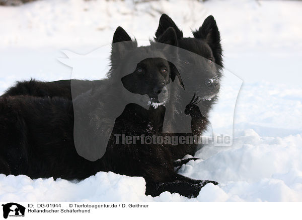 Hollndischer Schferhund / Hollandse Herder / DG-01944
