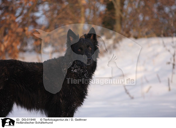 Hollndischer Schferhund / Hollandse Herder / DG-01946