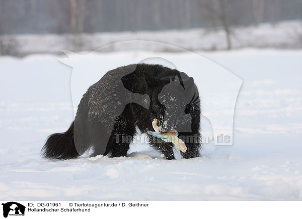 Hollndischer Schferhund / Hollandse Herder / DG-01961