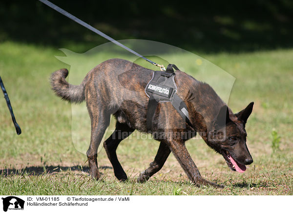 Hollndischer Schferhund / Hollandse Herdershond / VM-01185