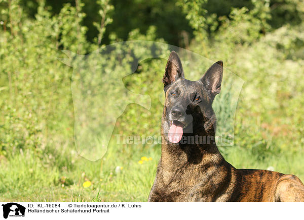 Hollndischer Schferhund Portrait / KL-16084