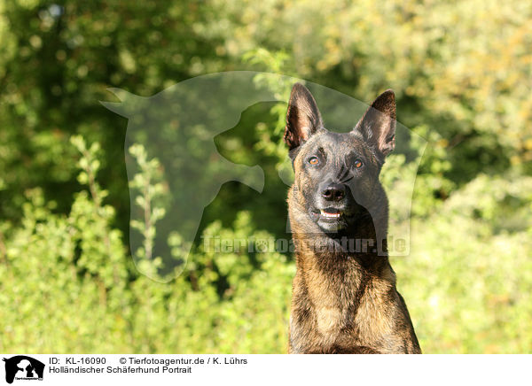 Hollndischer Schferhund Portrait / KL-16090