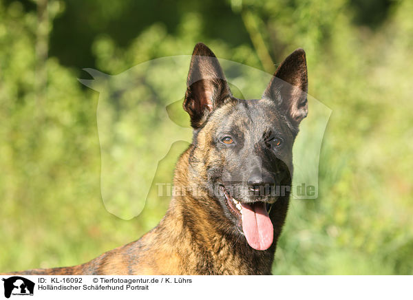 Hollndischer Schferhund Portrait / KL-16092
