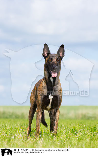 Hollndischer Schferhund / IF-12704